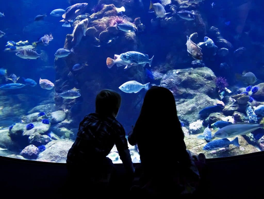 Boardwalk Resort Vacations Reviews Inspire Visits to American Zoos