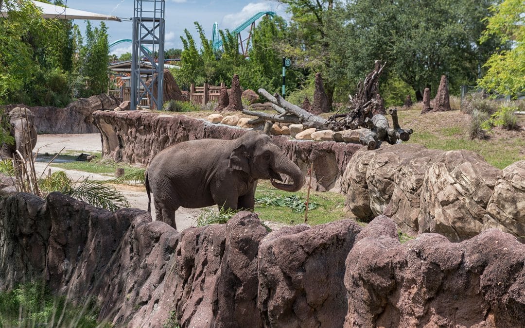 Boardwalk Resort Vacations Reviews Inspire Visits to American Zoos