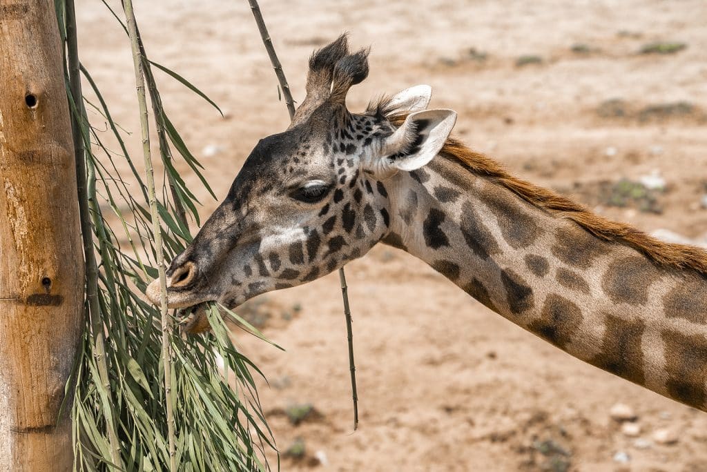 Boardwalk Resort Vacations Reviews Inspire Visits to American Zoos 3